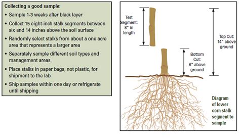 corn stalk nitrate